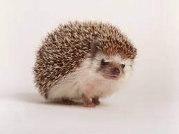 BarthoDaHedgehog