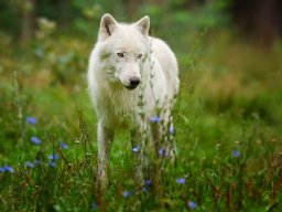 Wolfii