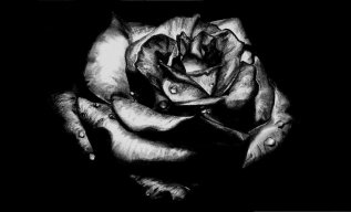 RealBlackRose