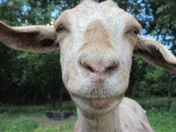 SacrificedGoat