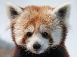 RedPandas