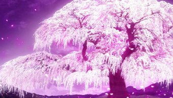 apple_seed000