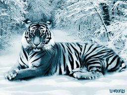 White_Tiger