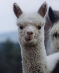 ayy im alpaca V2