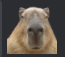 AltAccountDuh