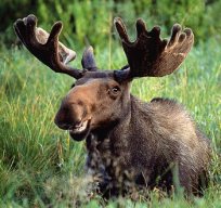 Moogoesthemoose