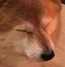 Shiba Slump