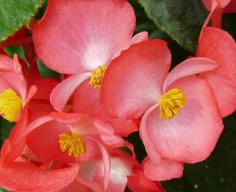 togivearose