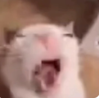 Zells