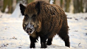 Brother Boar