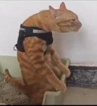 xploding_gremlin