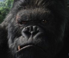 TheGorillaMaster