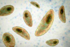ToxoEnjoyer