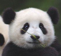 SolitaryPanda