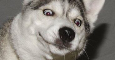 ZerloDoggo