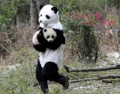 Pandamonium