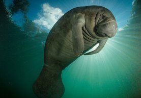 KingManateeMan