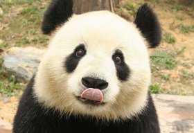 TheCutestPanda