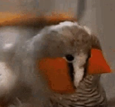 ____________birb