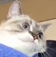 KawaiiSenpaiii_