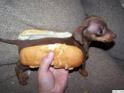 Admiralwienerdog