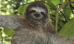 Sloth__