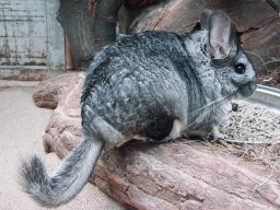 FuzzyChinchilla