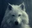 AlTheWolf