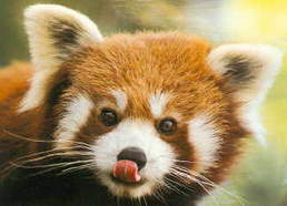 Redpanda