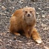 A Mongoose