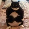 fatcatswagger