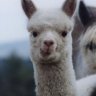 ayy im alpaca V2