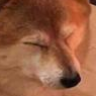 Shiba Slump