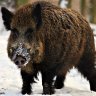 Brother Boar