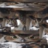 Owls
