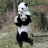 Pandamonium