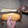 Admiralwienerdog