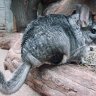 FuzzyChinchilla