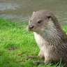 __Otter