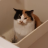 SinkCatNoah