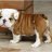 Bulldogboxer1267