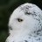 SnowDrop