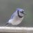 BlueJay468